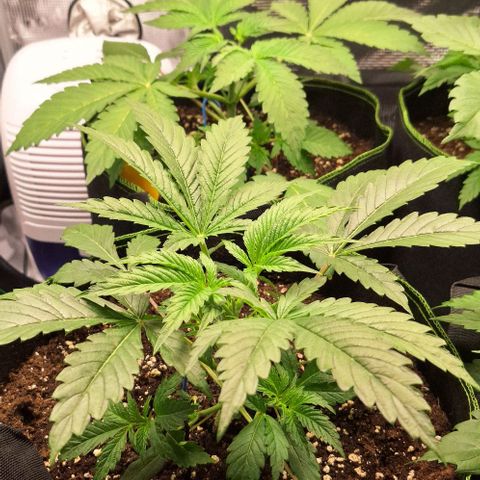 Pineapple Fruz Fem growlog timeline photo
