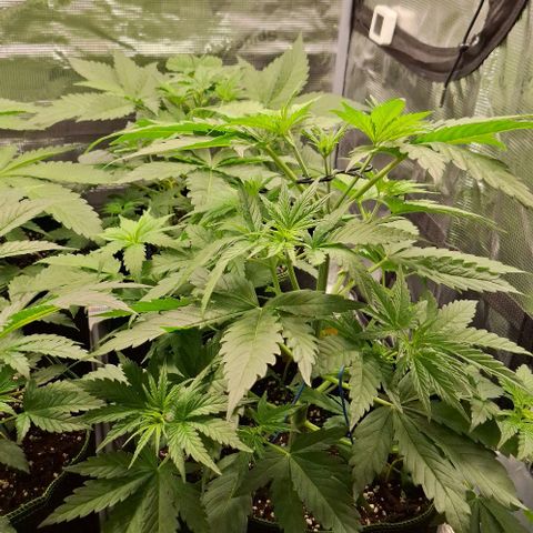 Sensi Master Kush  growlog timeline photo