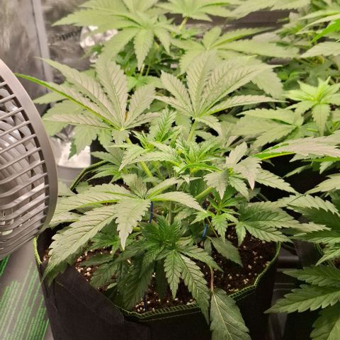 Pineapple Fruz Fem growlog timeline photo