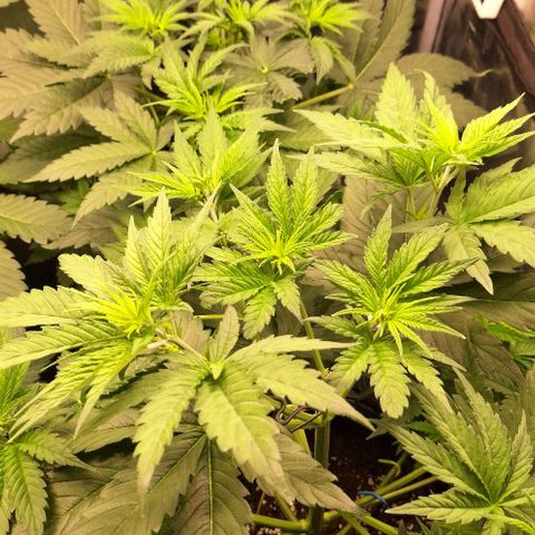 Sensi Master Kush  growlog timeline photo