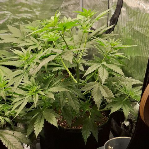 Sensi Master Kush  growlog timeline photo