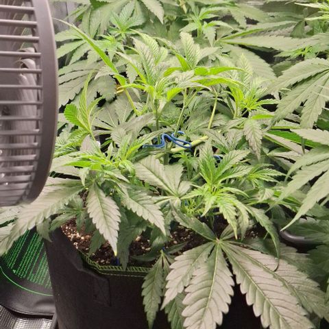 Pineapple Fruz Fem growlog timeline photo