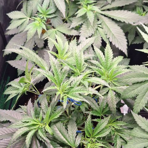 Pineapple Fruz Fem growlog timeline photo
