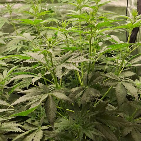 Sensi Master Kush  growlog timeline photo