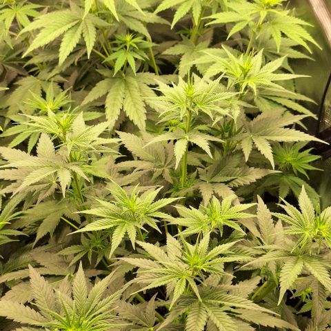 Sensi Master Kush  growlog timeline photo