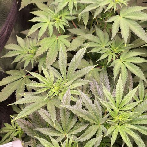 Pineapple Fruz Fem growlog timeline photo