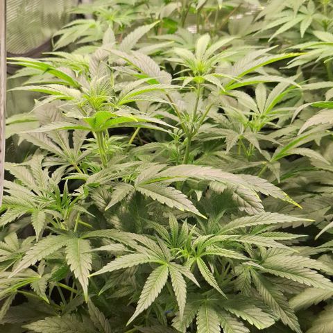 Pineapple Fruz Fem growlog timeline photo