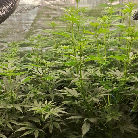 Pineapple Fruz Fem growlog timeline photo