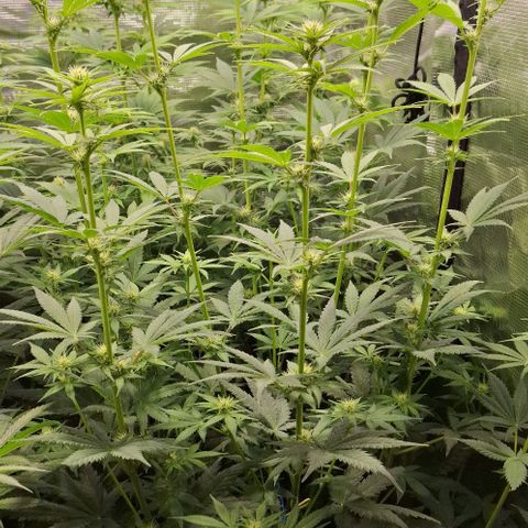 Sensi Master Kush  growlog timeline photo