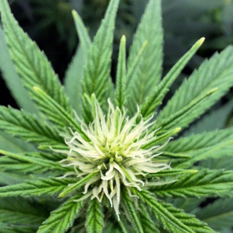 Sensi Master Kush  growlog timeline photo