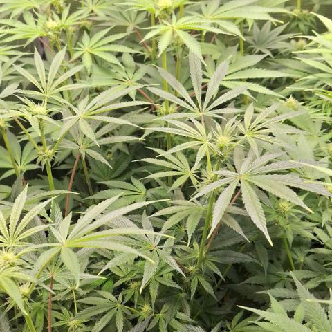 Pineapple Fruz Fem growlog timeline photo