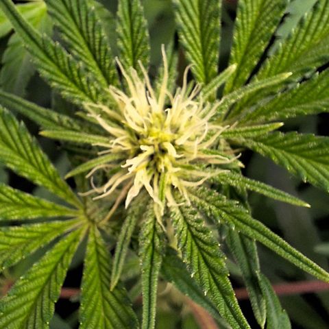 Pineapple Fruz Fem growlog timeline photo