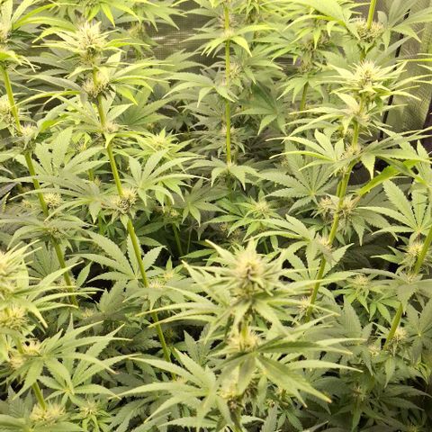 Sensi Master Kush  growlog timeline photo