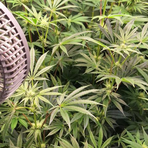 Pineapple Fruz Fem growlog timeline photo