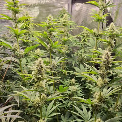 Sensi Master Kush  growlog timeline photo