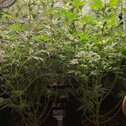 Pineapple Fruz Fem growlog timeline photo