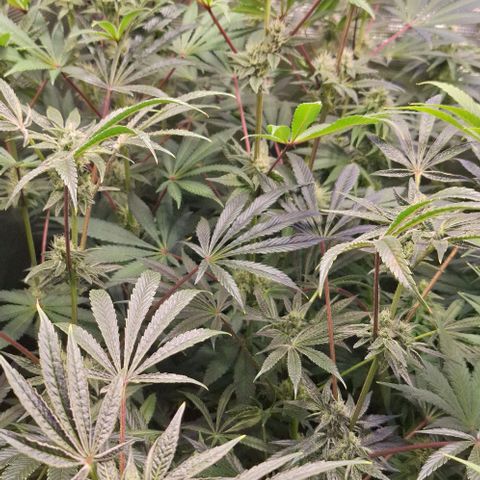 Pineapple Fruz Fem growlog timeline photo