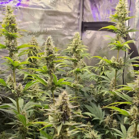 Sensi Master Kush  growlog timeline photo