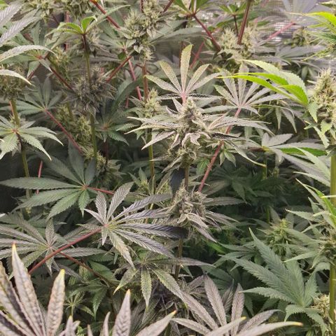 Pineapple Fruz Fem growlog timeline photo