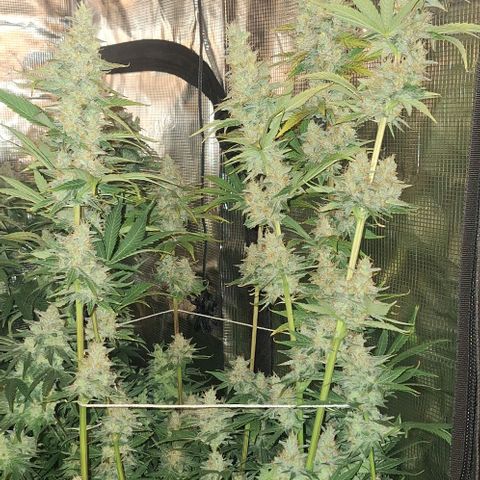 Sensi Master Kush  growlog timeline photo