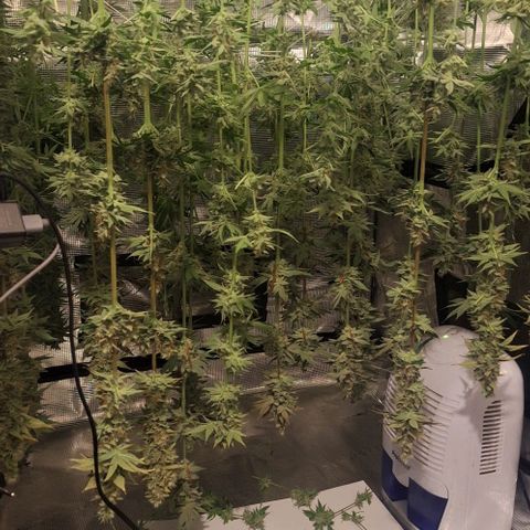 Pineapple Fruz Fem growlog timeline photo