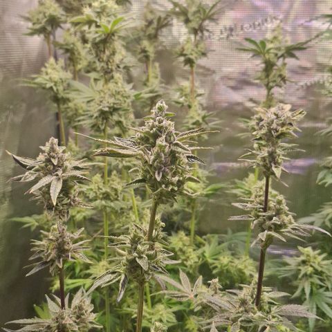 Pineapple Fruz Fem growlog timeline photo