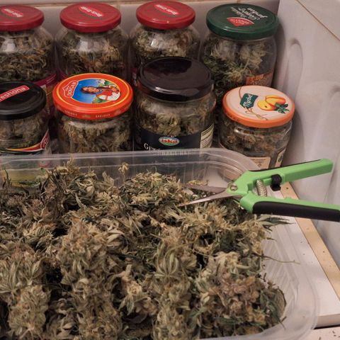 Sensi Master Kush  growlog photo: 2 куста 160 грам