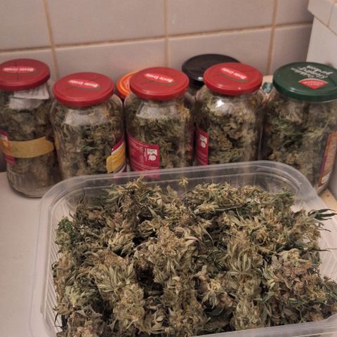Pineapple Fruz Fem growlog photo: 2 куста 140 грам