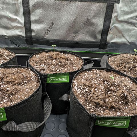 🧀 Cheese [bio] [auto] [LST] [unknown-genetic] growlog photo: How cute 🌱🥰
