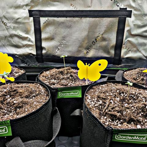 🧀 Cheese [bio] [auto] [LST] [unknown-genetic] growlog photo: Precautions;
Cute little sticky insect traps 🦋🌰 🐦