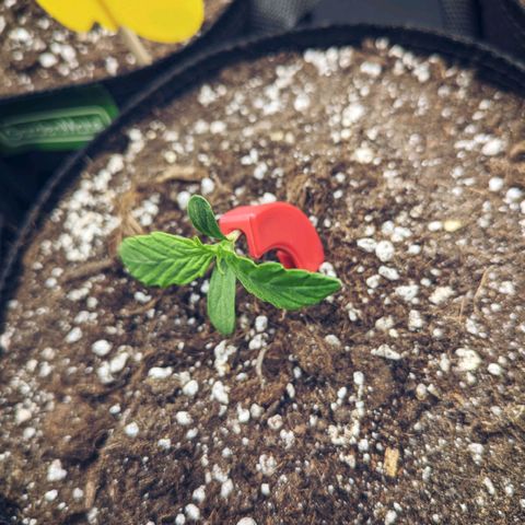 🧀 Cheese [bio] [auto] [LST] [unknown-genetic] growlog photo: LST - Bending 