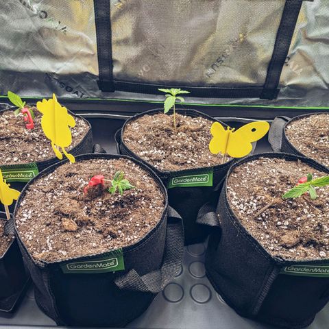 🧀 Cheese [bio] [auto] [LST] [unknown-genetic] growlog photo: LST - Bending 