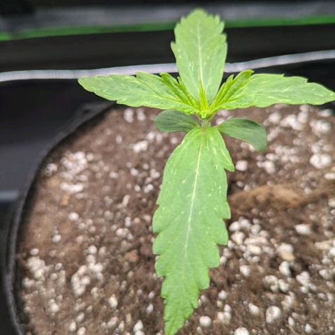 🧀 Cheese [bio] [auto] [LST] [unknown-genetic] growlog photo: To much light stress?
Tiny pale sprinkles.