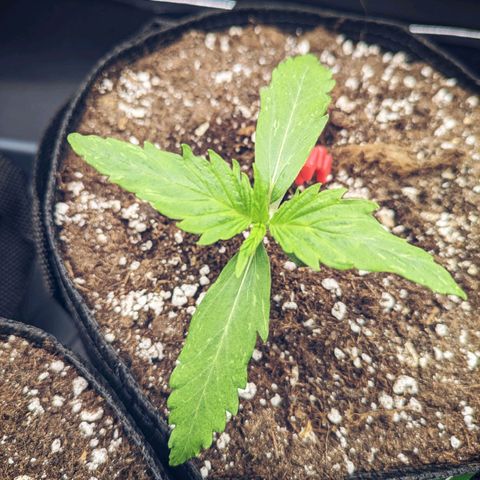 🧀 Cheese [bio] [auto] [LST] [unknown-genetic] growlog timeline photo