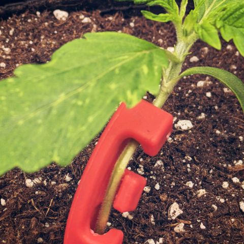 🧀 Cheese [bio] [auto] [LST] [unknown-genetic] growlog timeline photo