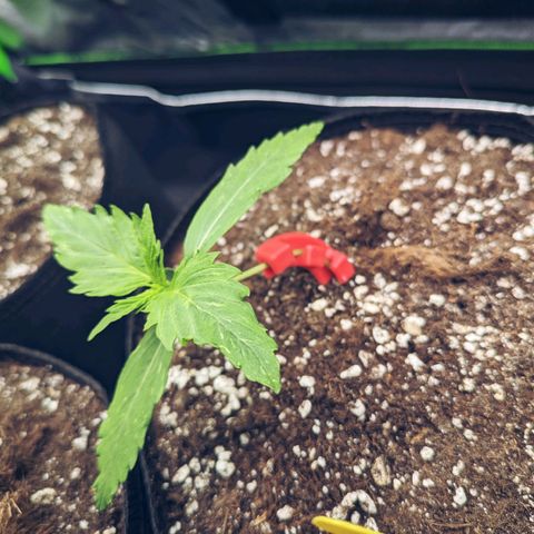 🧀 Cheese [bio] [auto] [LST] [unknown-genetic] growlog timeline photo