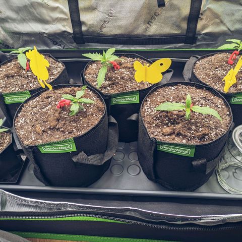 🧀 Cheese [bio] [auto] [LST] [unknown-genetic] growlog timeline photo
