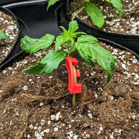 🧀 Cheese [bio] [auto] [LST] [unknown-genetic] growlog photo:  malformed
