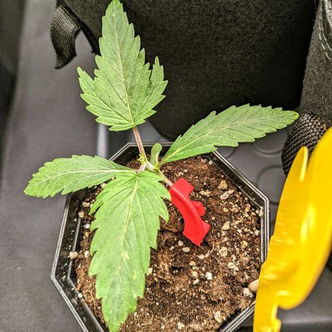 🧀 Cheese [bio] [auto] [LST] [unknown-genetic] growlog photo: Small pot experiment plant for torturing. Topping head off today