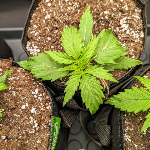 🧀 Cheese [bio] [auto] [LST] [unknown-genetic] growlog photo: Strong & healthy. LST - bend and tie