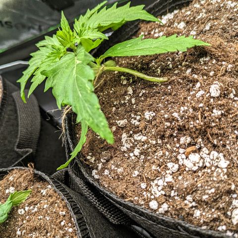 🧀 Cheese [bio] [auto] [LST] [unknown-genetic] growlog photo: Strong & healthy. LST - bend and tie