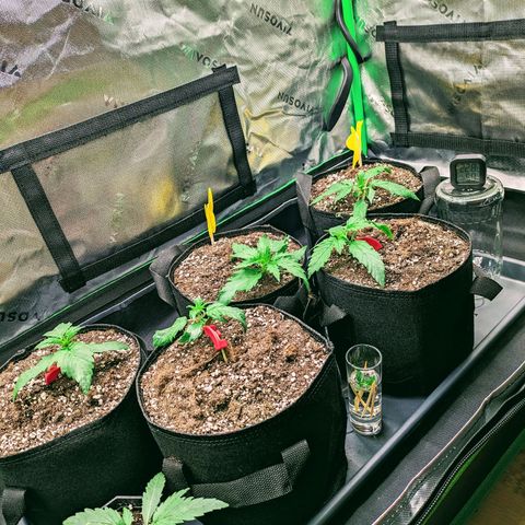 🧀 Cheese [bio] [auto] [LST] [unknown-genetic] growlog timeline photo