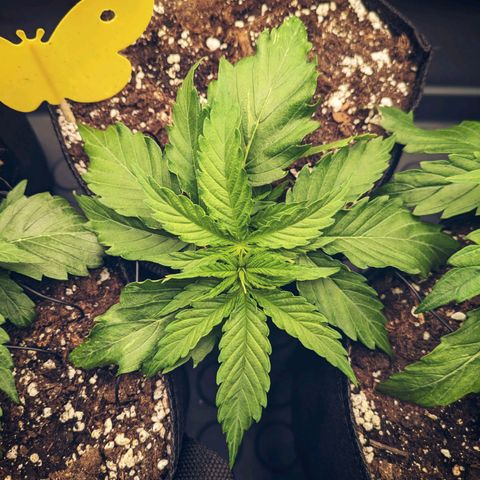 🧀 Cheese [bio] [auto] [LST] [unknown-genetic] growlog photo: Good looking 
