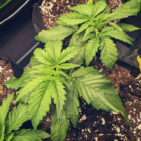 🧀 Cheese [bio] [auto] [LST] [unknown-genetic] growlog photo: Good looking 