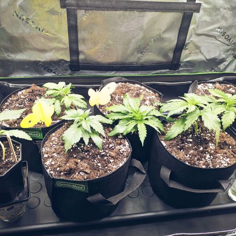 🧀 Cheese [bio] [auto] [LST] [unknown-genetic] growlog photo: Good looking 