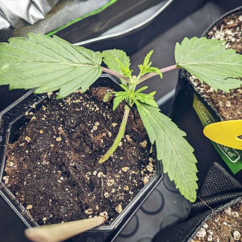 🧀 Cheese [bio] [auto] [LST] [unknown-genetic] growlog photo: tortured 💀✂️