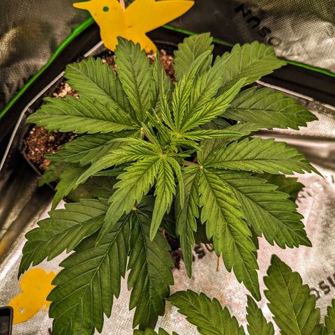 🧀 Cheese [bio] [auto] [LST] [unknown-genetic] growlog timeline photo