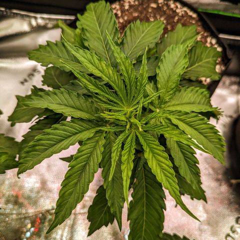 🧀 Cheese [bio] [auto] [LST] [unknown-genetic] growlog timeline photo
