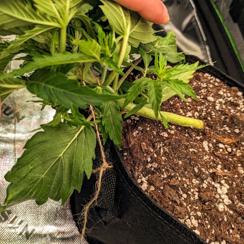 🧀 Cheese [bio] [auto] [LST] [unknown-genetic] growlog photo: LST bending