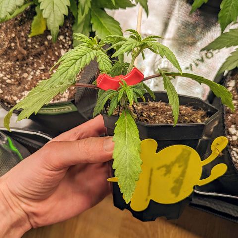 🧀 Cheese [bio] [auto] [LST] [unknown-genetic] growlog photo: Small experimental torturing plant